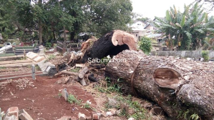 15 Makam tertimpa Pohon Ambon yang tumbang sudah berumur 100 tahun